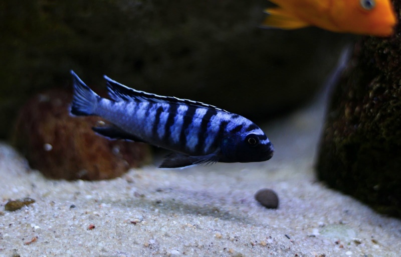 Chindongo sp. 'elongatus ornatus' Likoma Island